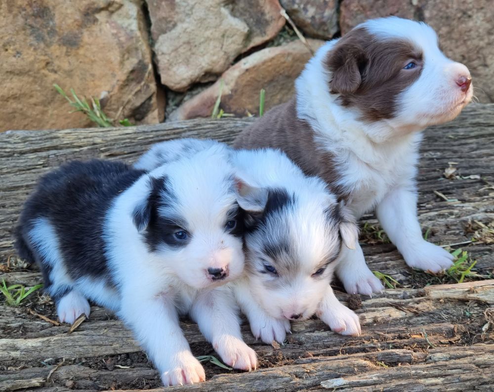 All three 3 weeks old. resize