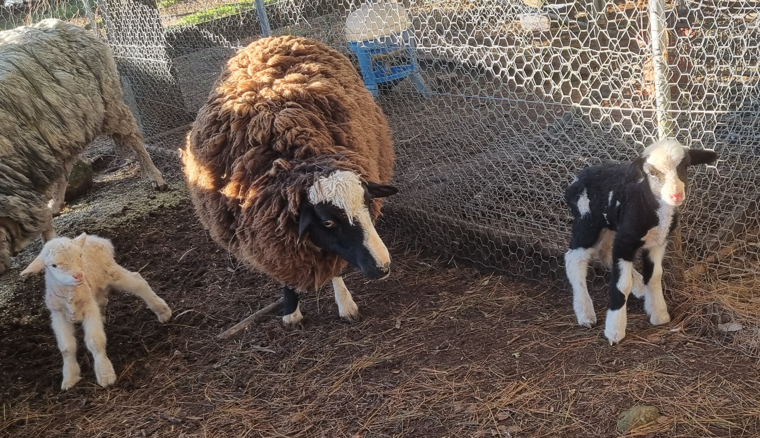 Ram Lambs August 25
